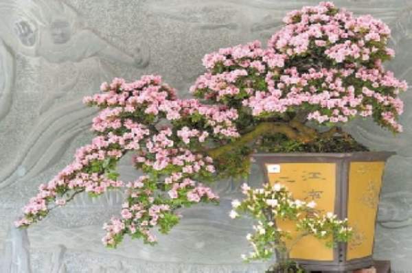 Rhododendron flower sorting pot