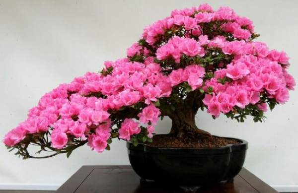 Rhododendron pot