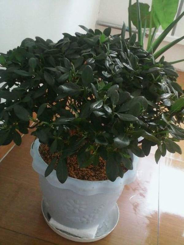 Rhododendron