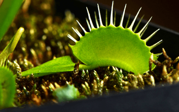 fly trap
