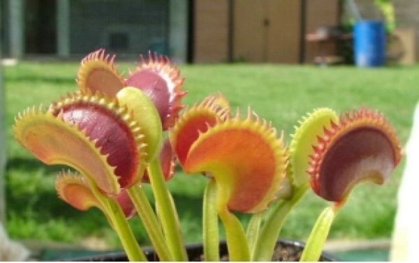 Baron's flytrap