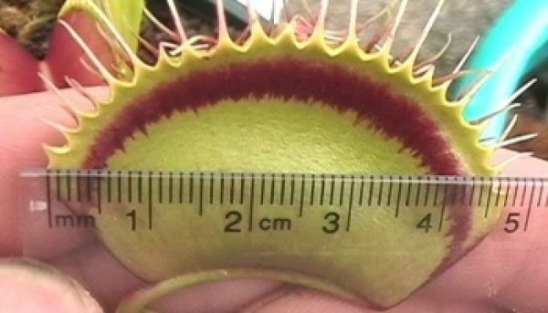Baron's flytrap