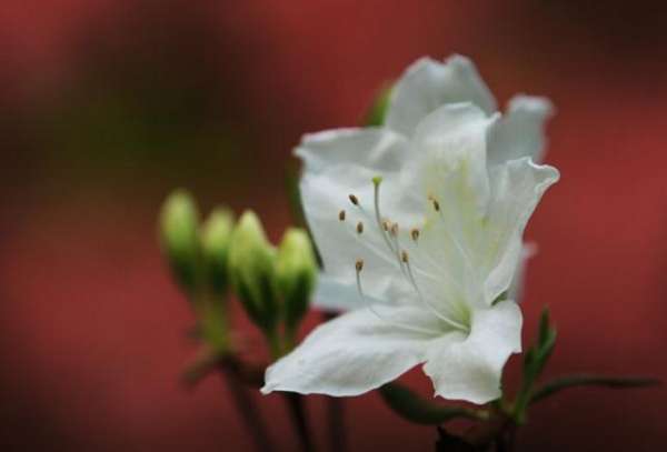 White Rhododendron