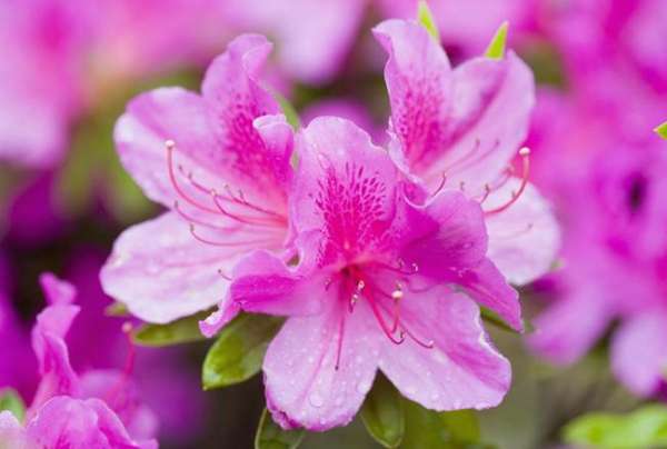 Florescence of Rhododendron