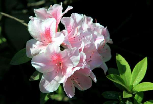 Rhododendron flowering