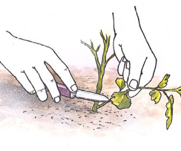 Cutting of Rhododendron