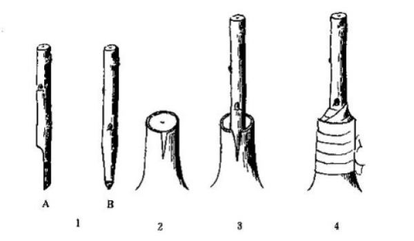 cutting of Rhododendron