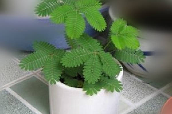 indoor potted Mimosa