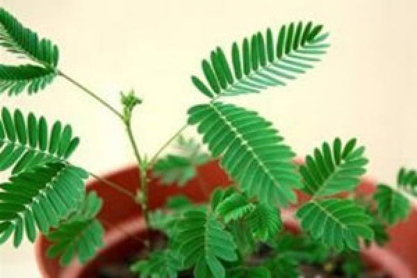 indoor potted Mimosa