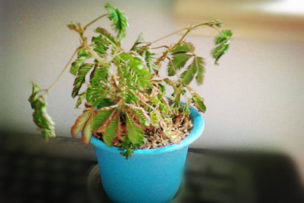 Weakened Mimosa due to too little water