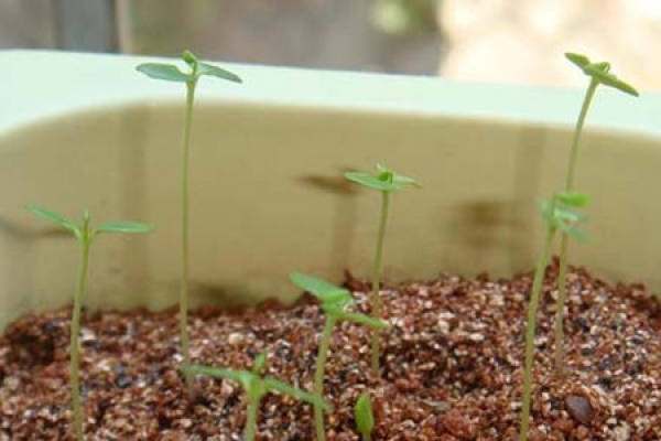 Weakened Mimosa due to too little water