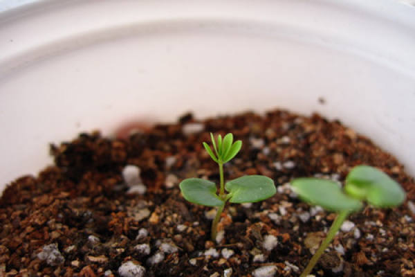 Weakened Mimosa due to too little water