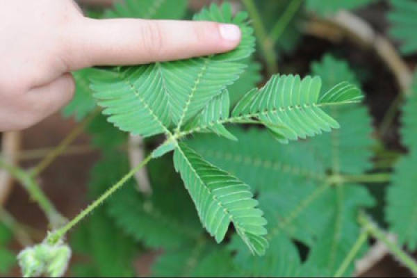 try not to touch Mimosa with your hands