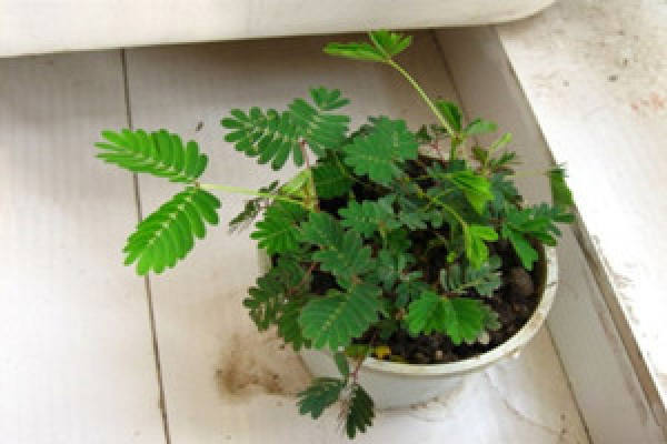 Potted mimosa