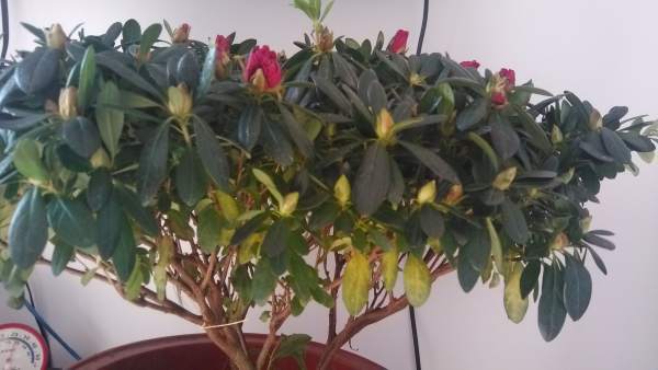 Rhododendron does not bloom a reason: the air is too dry.