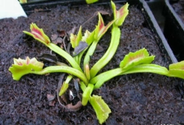 Baron's flytrap