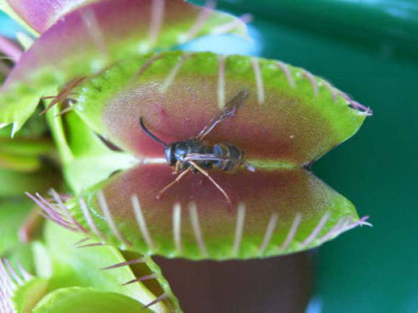 fly trap