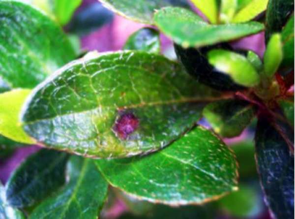 Rhododendron leaf spot Rhododendron leaf spot