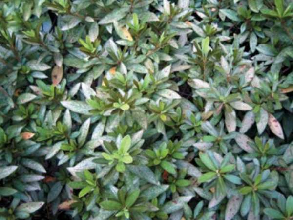 Rhododendron leaf spot Rhododendron leaf spot