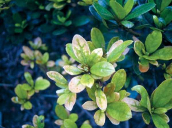 Rhododendron leaf spot Rhododendron leaf spot