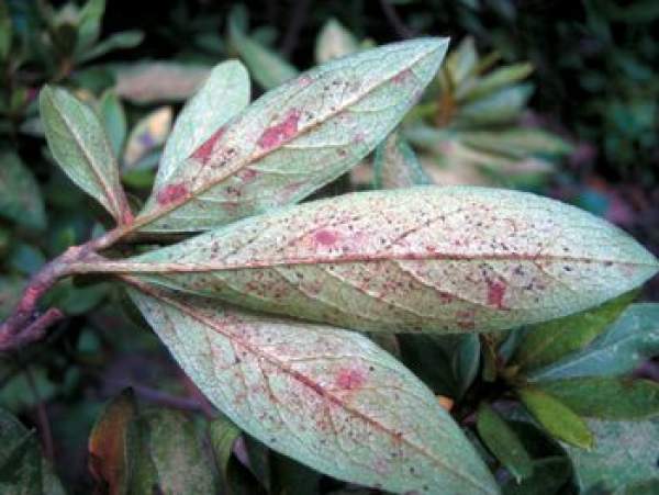 Rhododendron pest