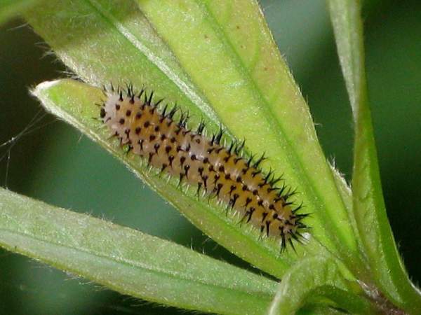 Rhododendron infestation red spider