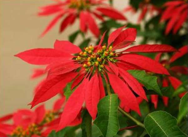 Fertilization method of poinsettia