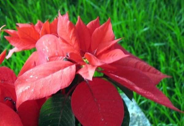 Fertilization method of poinsettia