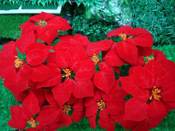 How Poinsettias don't Grow Tall