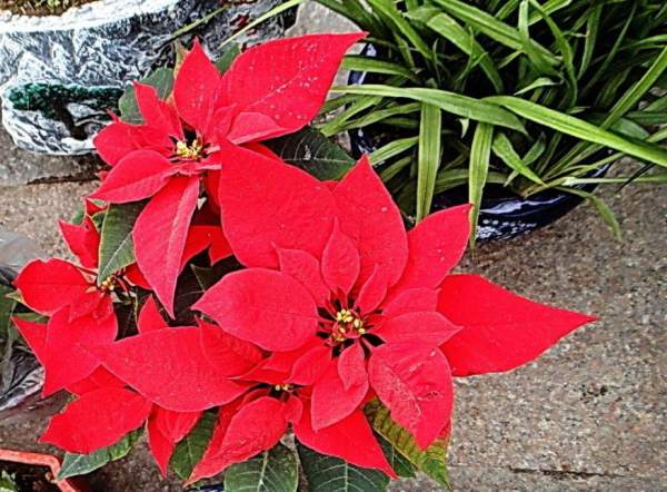 How Poinsettias don't Grow Tall