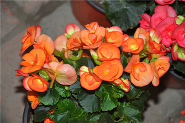 potted Begonia