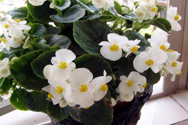 potted Begonia