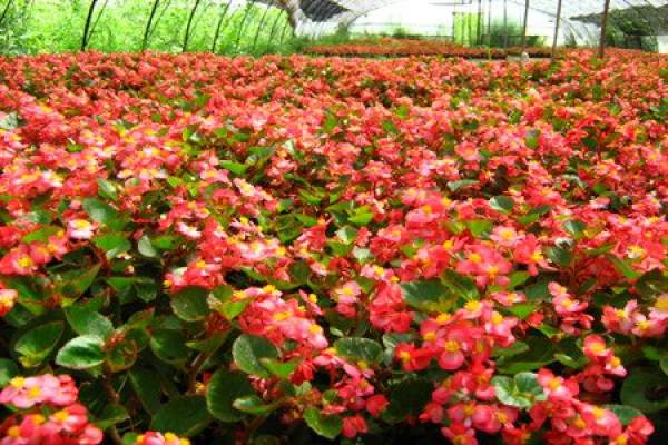 Begonia semperflorens after watering