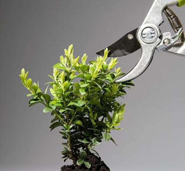 How to prune azalea The Plant Aide