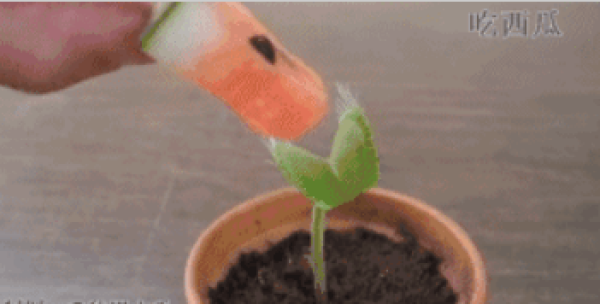 Venus flytrap eats watermelon.