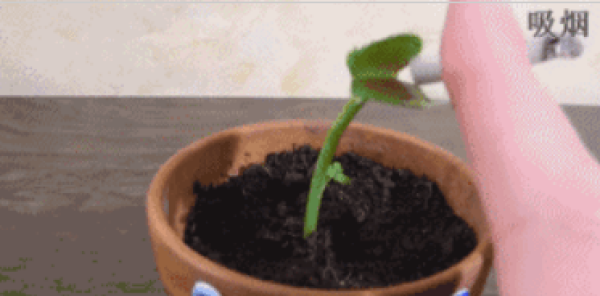 Venus flytrap eats watermelon.