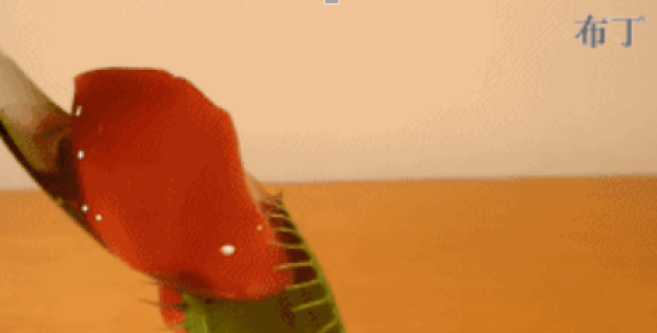 Venus flytrap eats watermelon.
