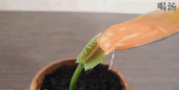 Venus flytrap eats watermelon.