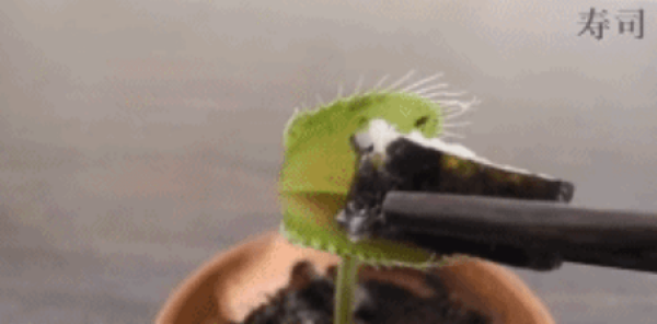 Venus flytrap eats watermelon.