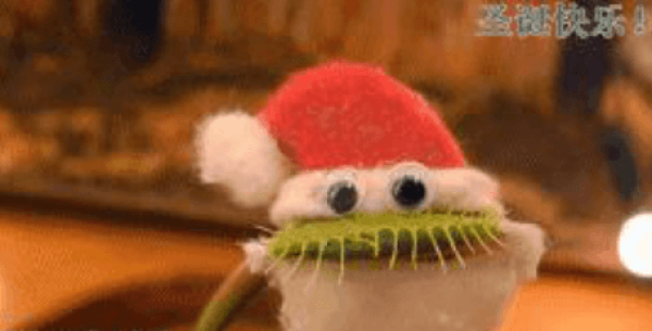 Venus flytrap eats watermelon