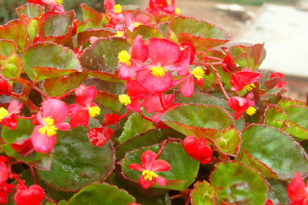Begonia semperflorens leaves yellow Begonia semperflorens leaves yellow