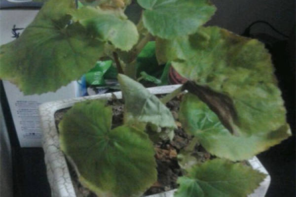 Begonia semperflorens leaves yellow Begonia semperflorens leaves yellow