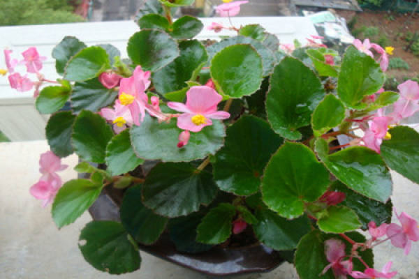 Potted Chinese flowering crabapple blooming after fertilization
