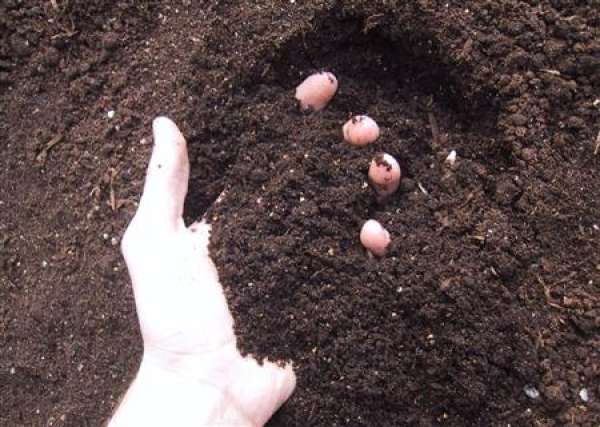 Loam for potted Begonia semperflorens