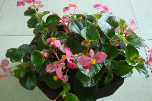 Begonia semperflorens seedling bud