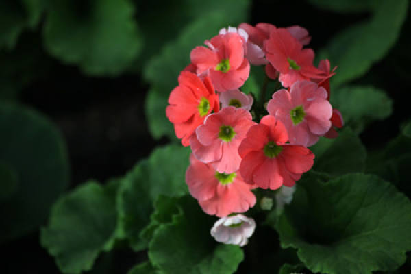 Primrose evergreen primrose