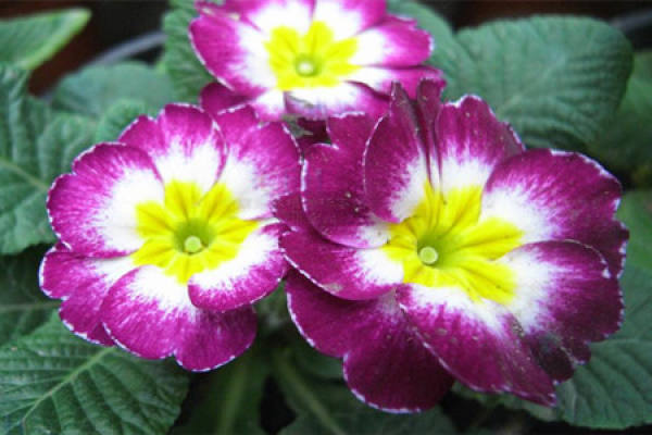 Primrose evergreen primrose