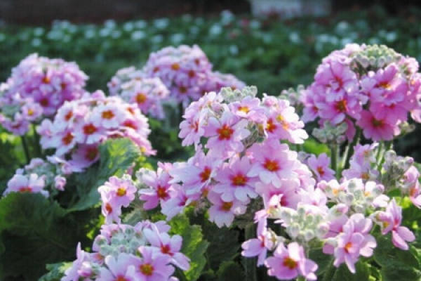 Primrose evergreen primrose