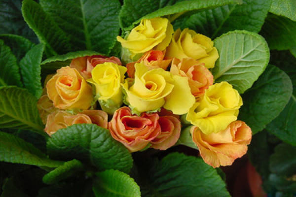 primrose all year round