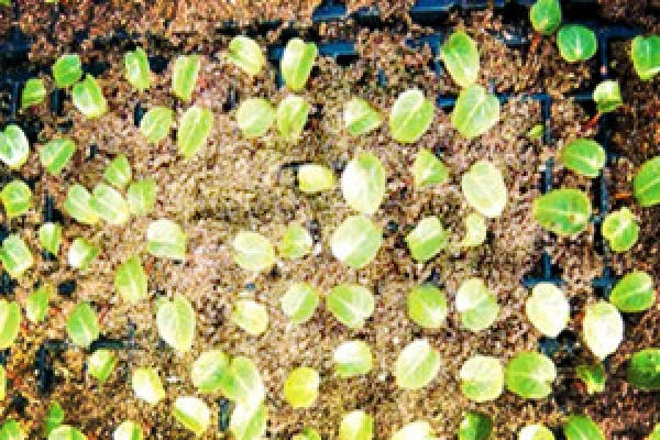 Potted primrose